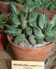 Выставка суккулентов в Ботсаду 04-07.10.2012