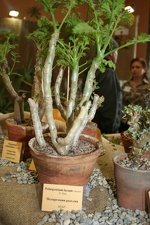 Выставка суккулентов в Ботсаду 04-07.10.2012