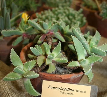 Выставка суккулентов в Ботсаду 04-07.10.2012