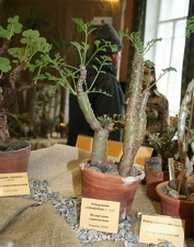 Выставка суккулентов в Ботсаду 04-07.10.2012