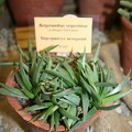 Выставка суккулентов в Ботсаду 04-07.10.2012