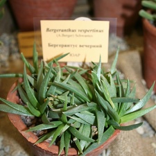 Выставка суккулентов в Ботсаду 04-07.10.2012