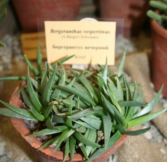 Выставка суккулентов в Ботсаду 04-07.10.2012