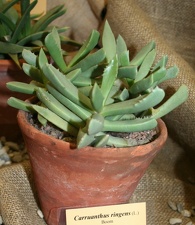 Выставка суккулентов в Ботсаду 04-07.10.2012