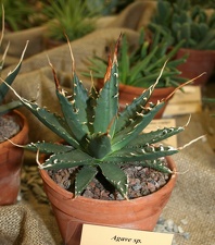 Выставка суккулентов в Ботсаду 04-07.10.2012