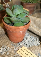 Выставка суккулентов в Ботсаду 04-07.10.2012