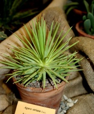 Выставка суккулентов в Ботсаду 04-07.10.2012