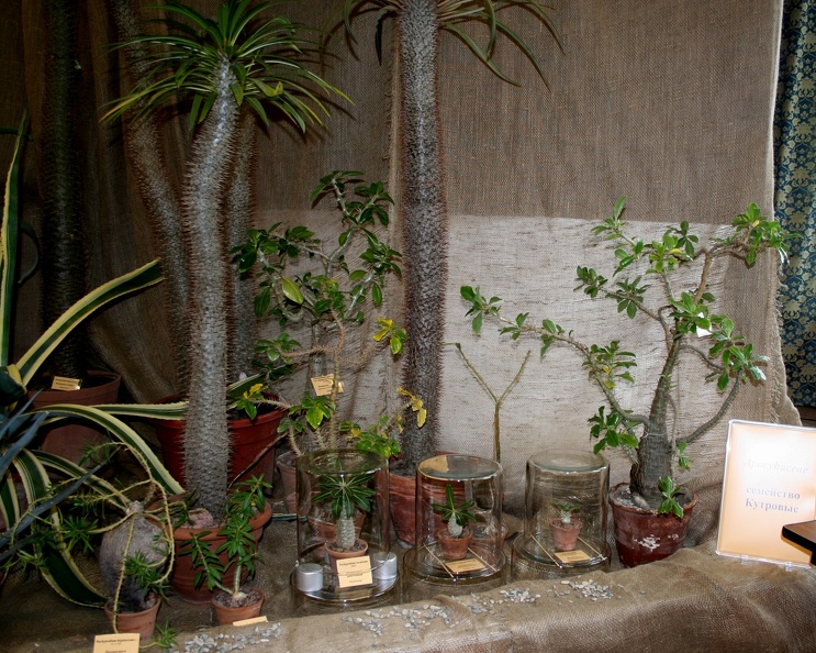 IMG_6807.JPG