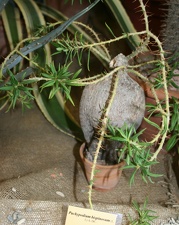 Выставка суккулентов в Ботсаду 04-07.10.2012