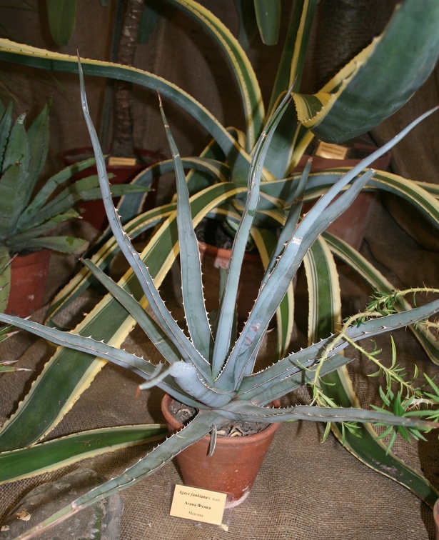 Выставка суккулентов в Ботсаду 04-07.10.2012