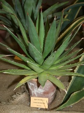 Выставка суккулентов в Ботсаду 04-07.10.2012