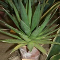 IMG_6820.JPG