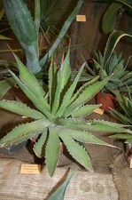 Выставка суккулентов в Ботсаду 04-07.10.2012