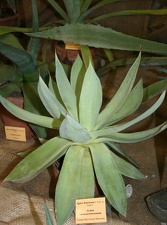 Выставка суккулентов в Ботсаду 04-07.10.2012