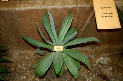 Выставка суккулентов в Ботсаду 04-07.10.2012