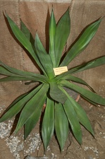 Выставка суккулентов в Ботсаду 04-07.10.2012