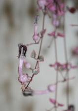 Выставка суккулентов в Ботсаду 04-07.10.2012