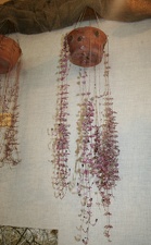 Выставка суккулентов в Ботсаду 04-07.10.2012