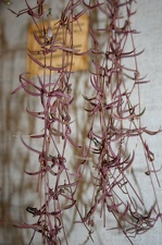 Выставка суккулентов в Ботсаду 04-07.10.2012