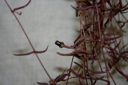 Выставка суккулентов в Ботсаду 04-07.10.2012