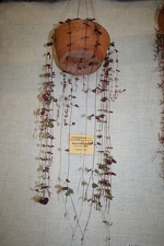 Выставка суккулентов в Ботсаду 04-07.10.2012