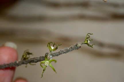 Выставка суккулентов в Ботсаду 04-07.10.2012