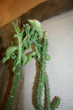 Выставка суккулентов в Ботсаду 04-07.10.2012