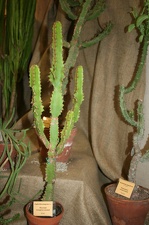 Выставка суккулентов в Ботсаду 04-07.10.2012