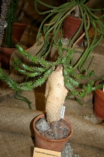 Выставка суккулентов в Ботсаду 04-07.10.2012