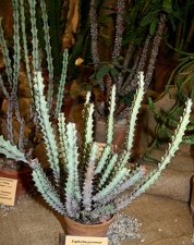 Выставка суккулентов в Ботсаду 04-07.10.2012