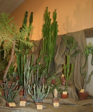 Выставка суккулентов в Ботсаду 04-07.10.2012