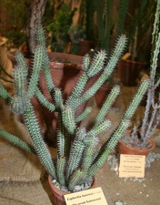 Выставка суккулентов в Ботсаду 04-07.10.2012