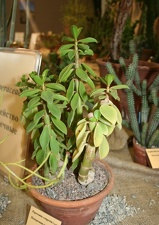 Выставка суккулентов в Ботсаду 04-07.10.2012