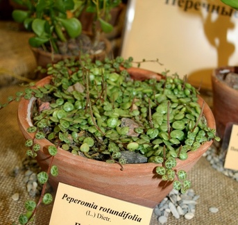 Выставка суккулентов в Ботсаду 04-07.10.2012