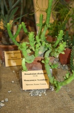 Выставка суккулентов в Ботсаду 04-07.10.2012