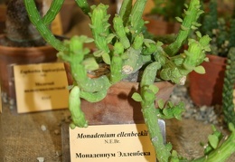 Выставка суккулентов в Ботсаду 04-07.10.2012
