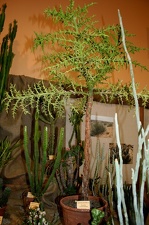 Выставка суккулентов в Ботсаду 04-07.10.2012