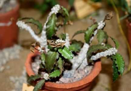 Выставка суккулентов в Ботсаду 04-07.10.2012