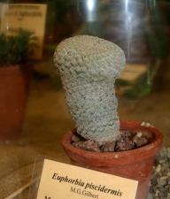 Выставка суккулентов в Ботсаду 04-07.10.2012