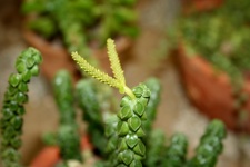 Выставка суккулентов в Ботсаду 04-07.10.2012