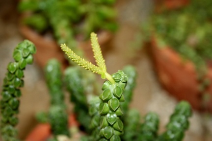 Выставка суккулентов в Ботсаду 04-07.10.2012