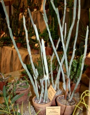 Выставка суккулентов в Ботсаду 04-07.10.2012