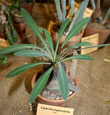 Выставка суккулентов в Ботсаду 04-07.10.2012