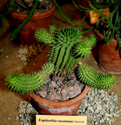 Выставка суккулентов в Ботсаду 04-07.10.2012