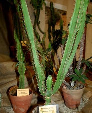 Выставка суккулентов в Ботсаду 04-07.10.2012