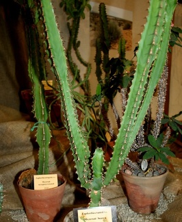 Выставка суккулентов в Ботсаду 04-07.10.2012