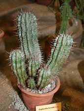 Выставка суккулентов в Ботсаду 04-07.10.2012