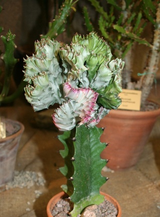 Выставка суккулентов в Ботсаду 04-07.10.2012