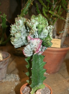 Выставка суккулентов в Ботсаду 04-07.10.2012