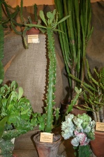 Выставка суккулентов в Ботсаду 04-07.10.2012